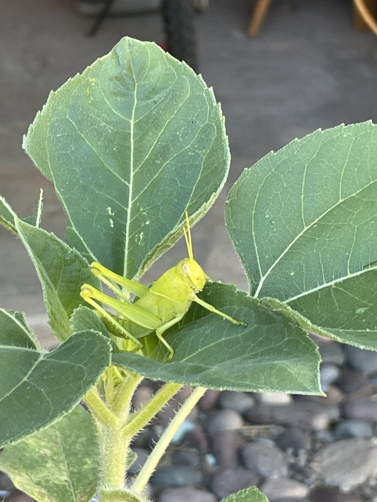 bright green grasshopper sitting atop a green sunflower leaf