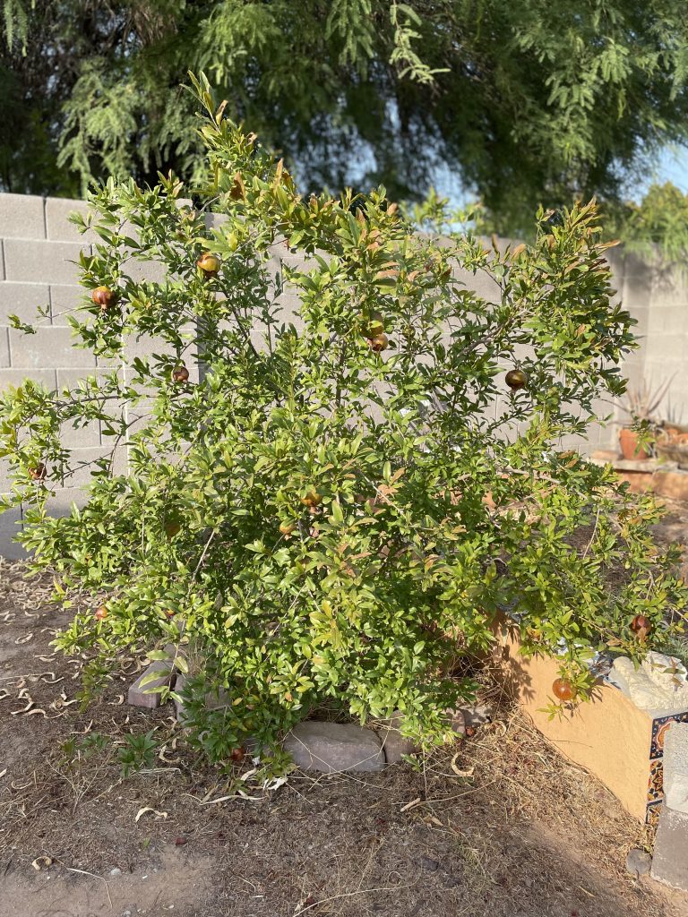 small pomegranate bush