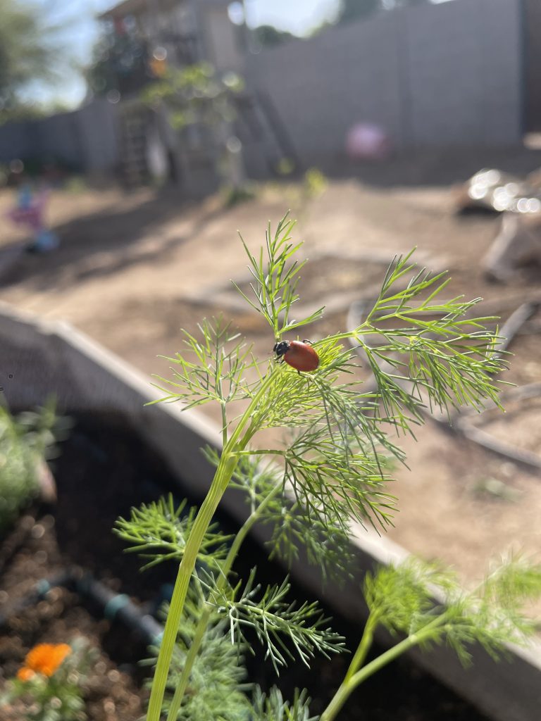 a red ladybug on a dill stalk