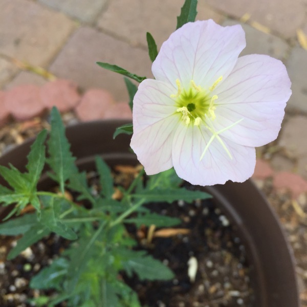 mexican primrose