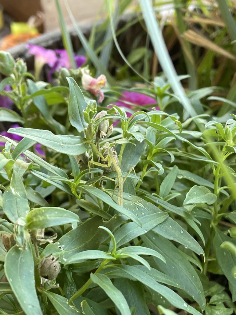 a green praying mantis camouflaged on a snap dragon plant with purple flowers in the background