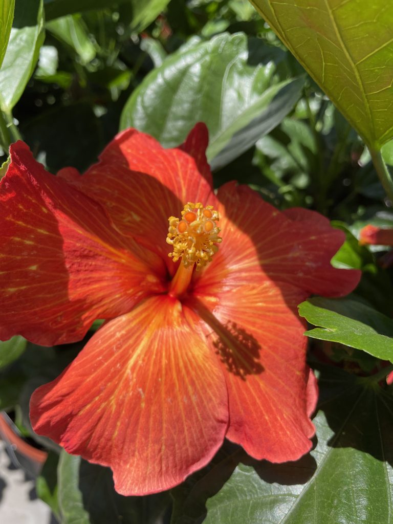 red and orange hibiscus in full bloom with green leaves around it