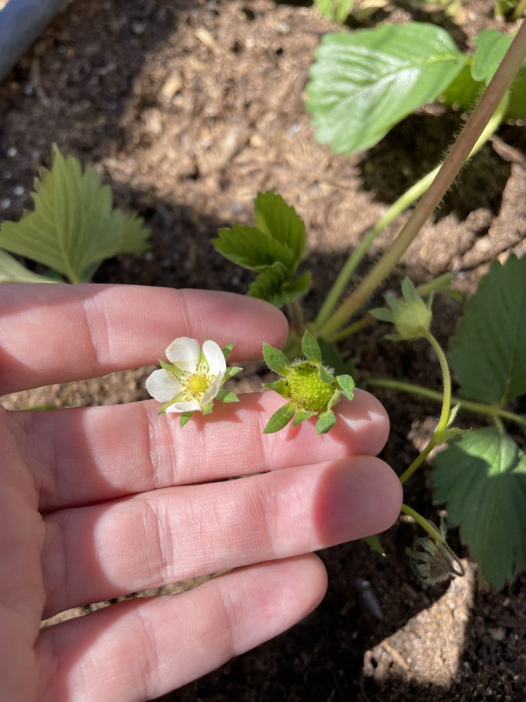 larger image of two strawberry blossoms being held in between two fingers