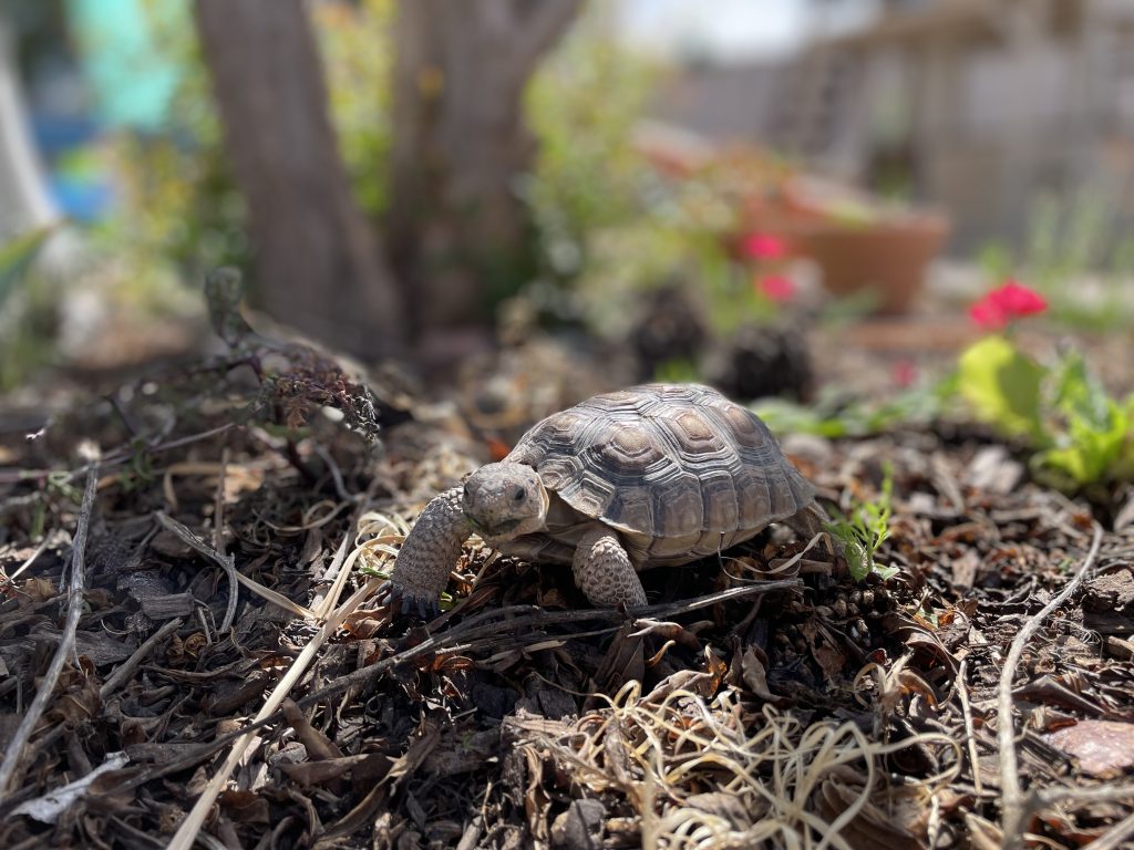 desert Sonoran tortoise