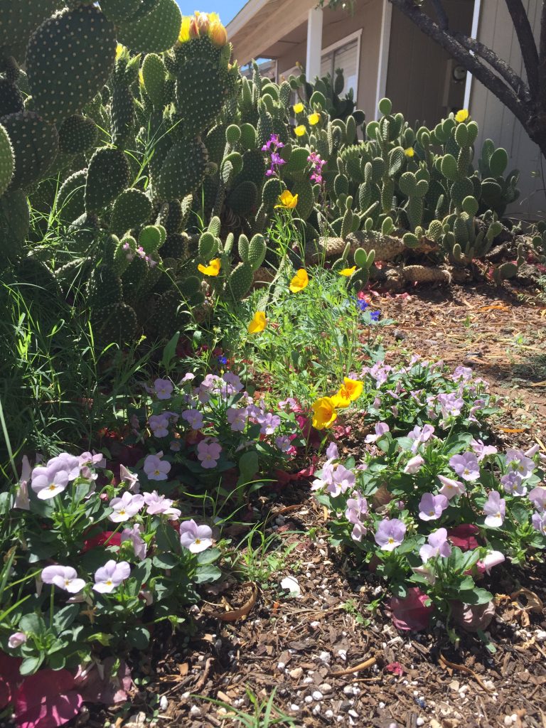 flat cactus with yellow flowers and pink and yellow flowers in the foreground