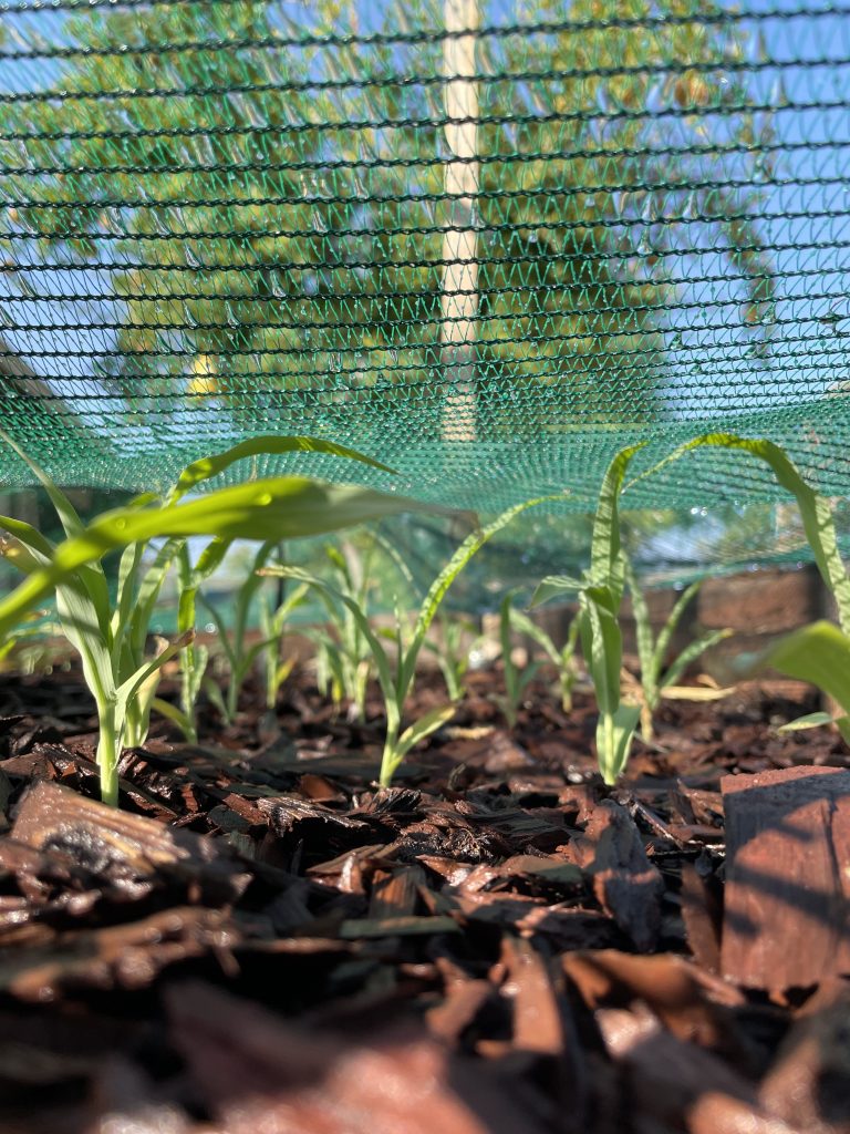 Two in tall corn stalks under a green shade cloth with a tree in the background