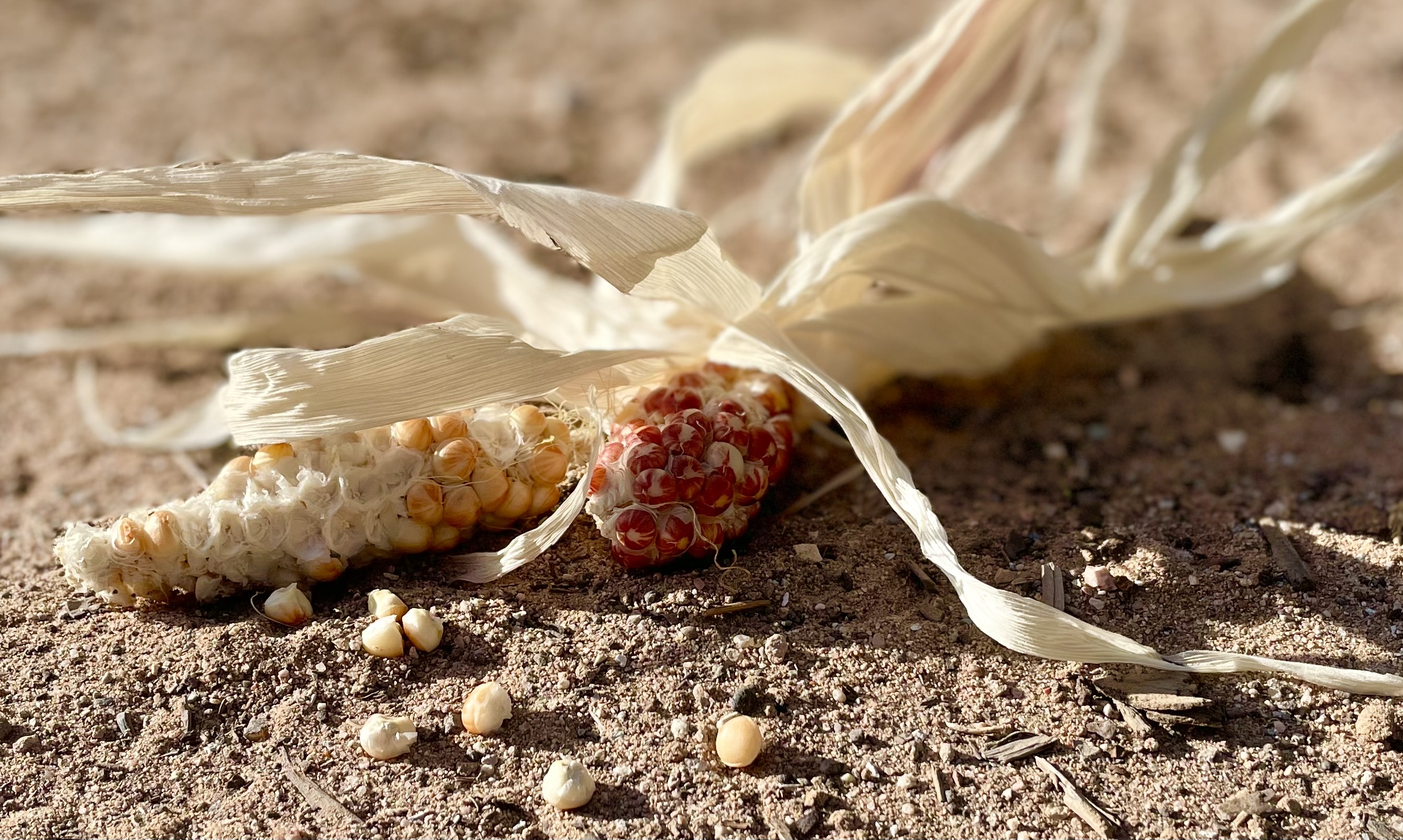 two dried corn cobs in yellow and red with a few loose kernels laying in front