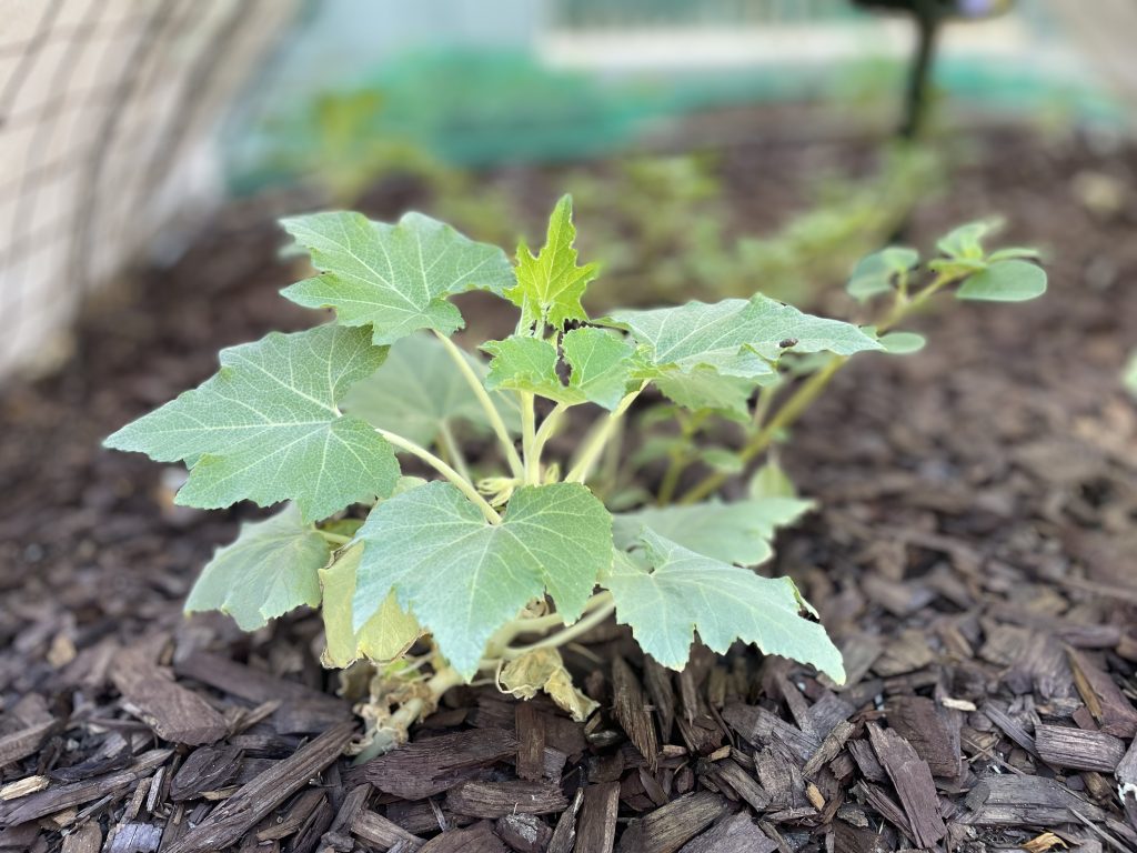 pointy green and silvery pumpkin leaves