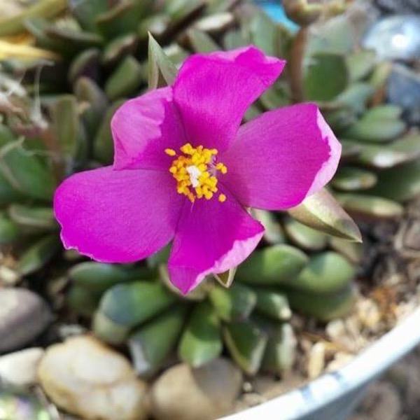 purple cactus flower