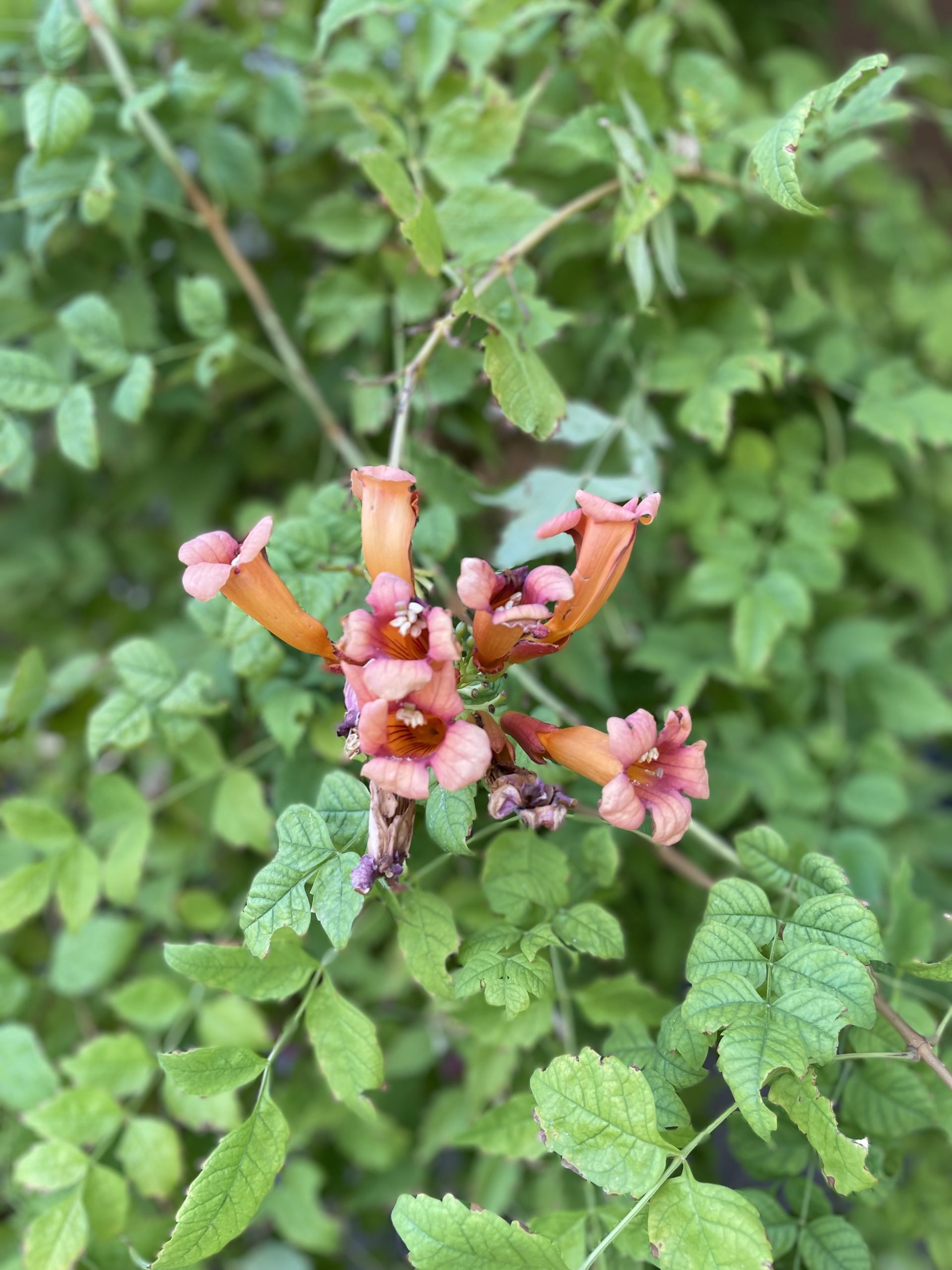 orange trumpet vine flowers