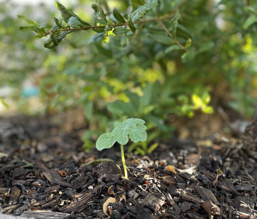 a small, 1-2 in tall, watermelon seedling with two leaves with a bush in the background