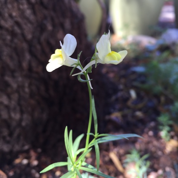 whilt columbine flower