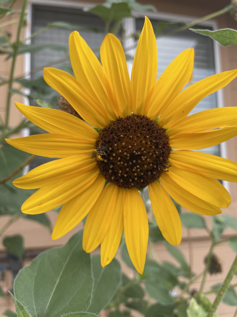 Yellow sunflower with a small be on the left side of the center of the flower