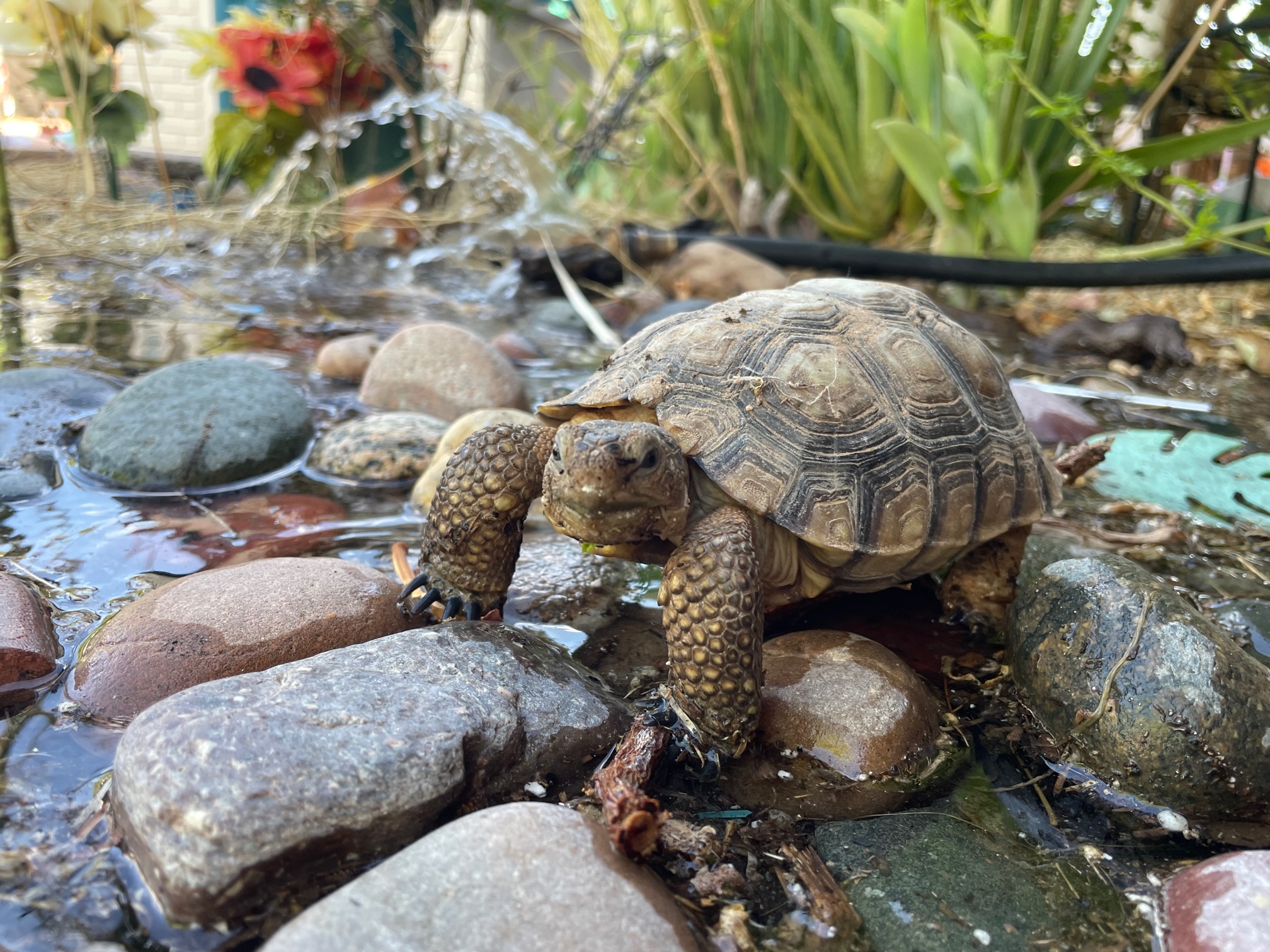 tortoise on stones