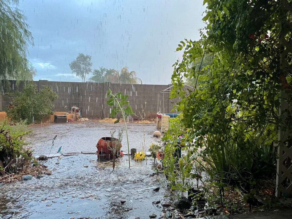 A backyard with many plants, water is flooding the ground while it rains from an arizona monsoon