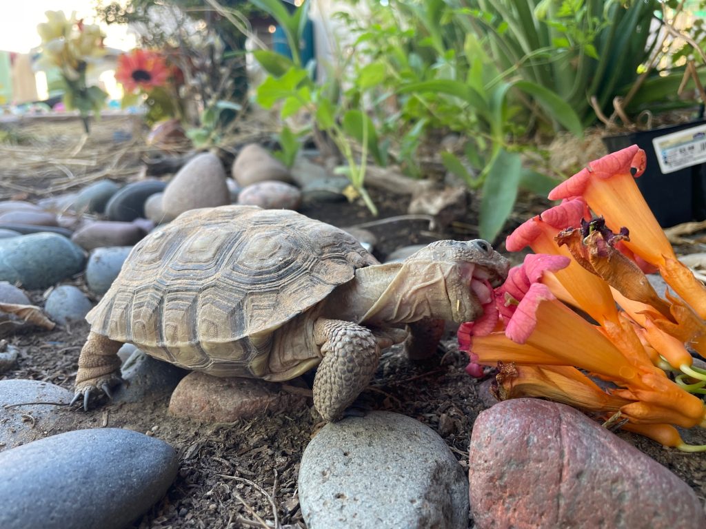 tortoise eating orange and pink flower