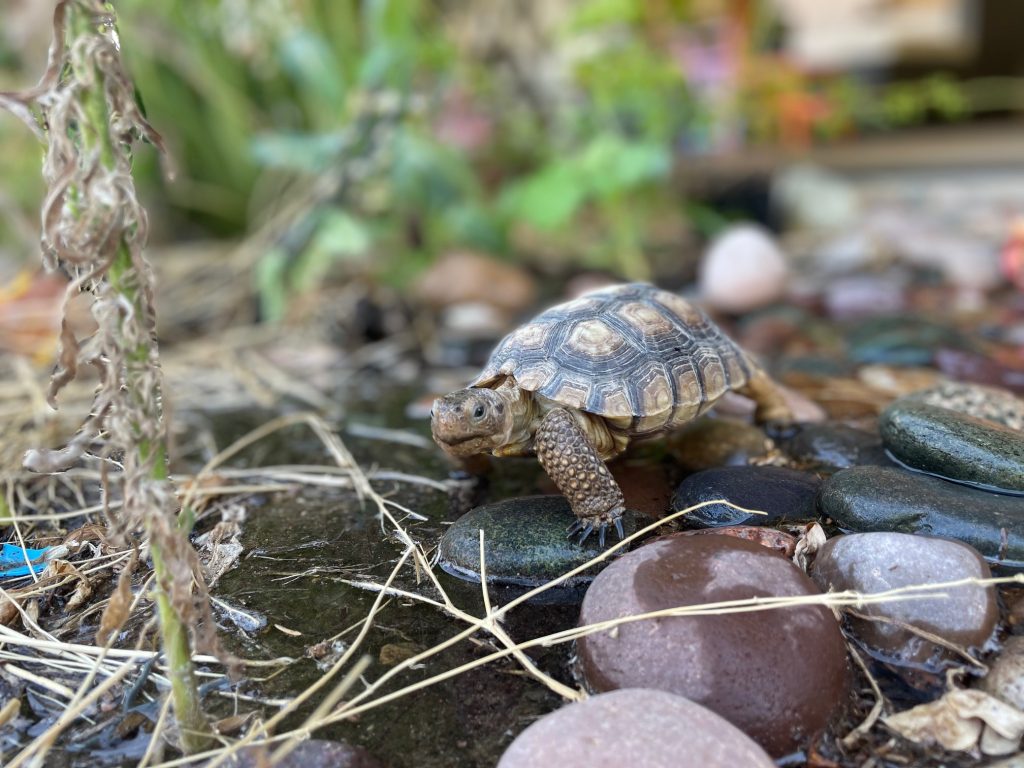 tortoise on stones drinking water