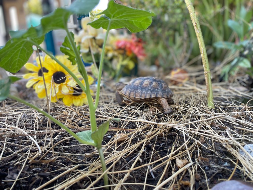 tortoise walking on stones and on dry sticks